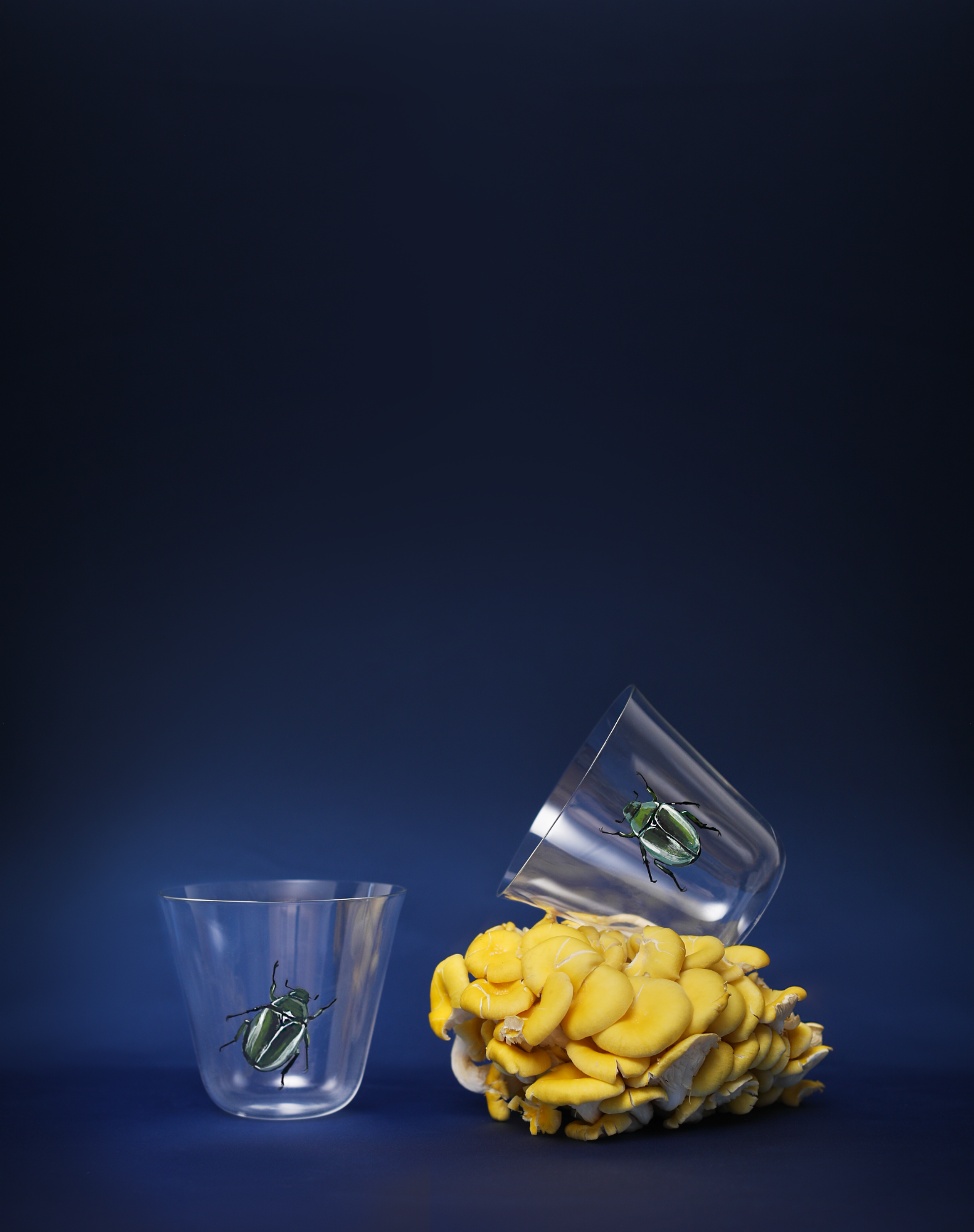 Two glass containers with beetles on a dark blue background